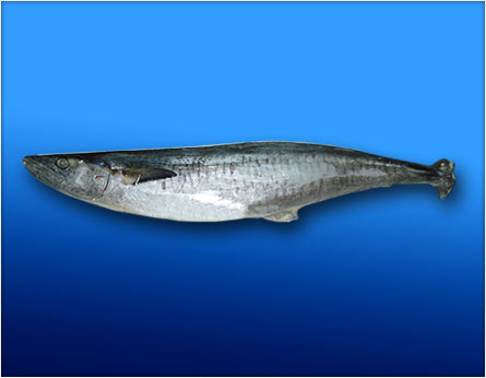 King Fish